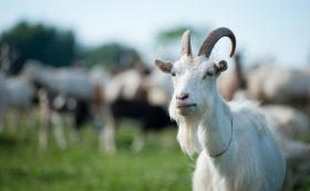 Kazu ganāmpulks bioloģiskajā saimniecībā 