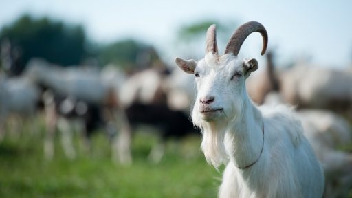 Herd of goats at the organic farm Baroni