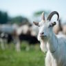 Стадо коз в биологическом зоохозяйстве 