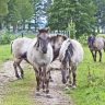 Пасбище диких лошадей и туров в Природном парке 