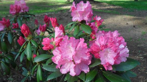Cīravas rododendru dārzs