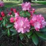 Cīrava Rhododendron garden