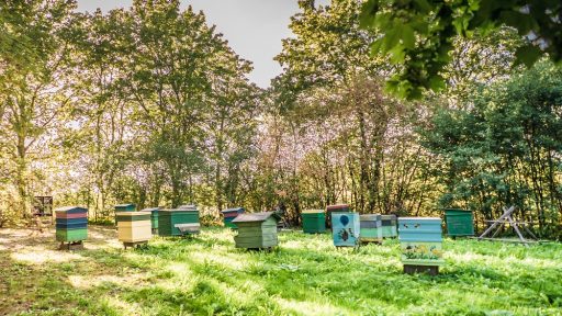 Beekeeping Farm  Apikare 