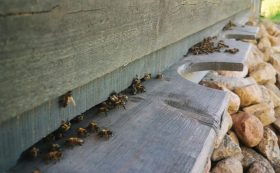 Пчелиный домик 